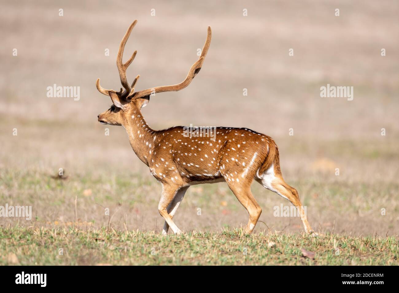 Cervo (asse) in India Foto Stock