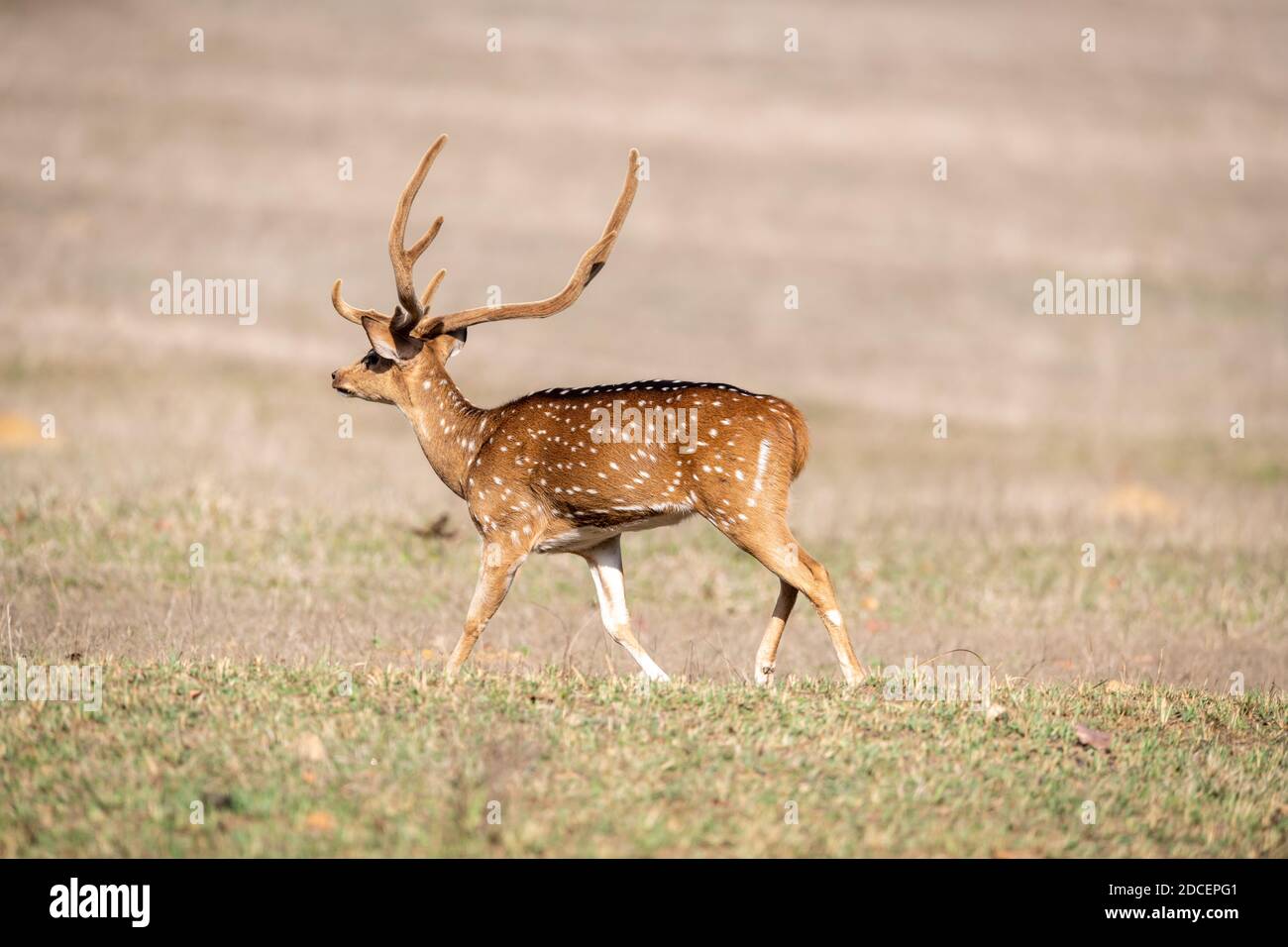 Cervo (asse) in India Foto Stock