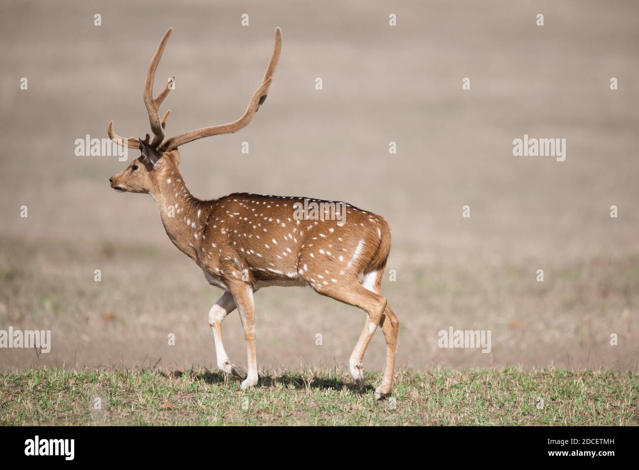 Cervo (asse) in India Foto Stock