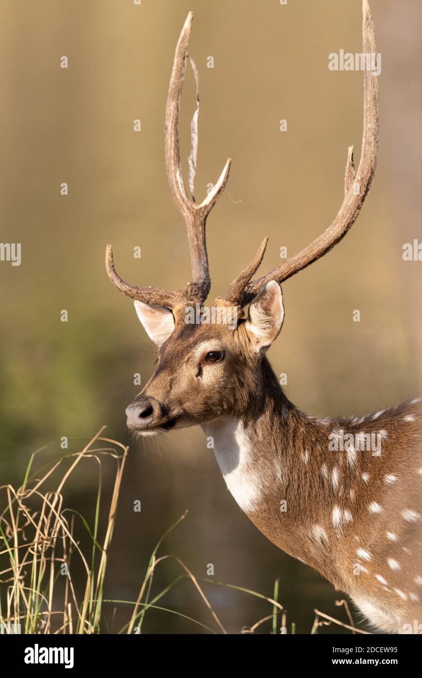 Cervo (asse) in India Foto Stock