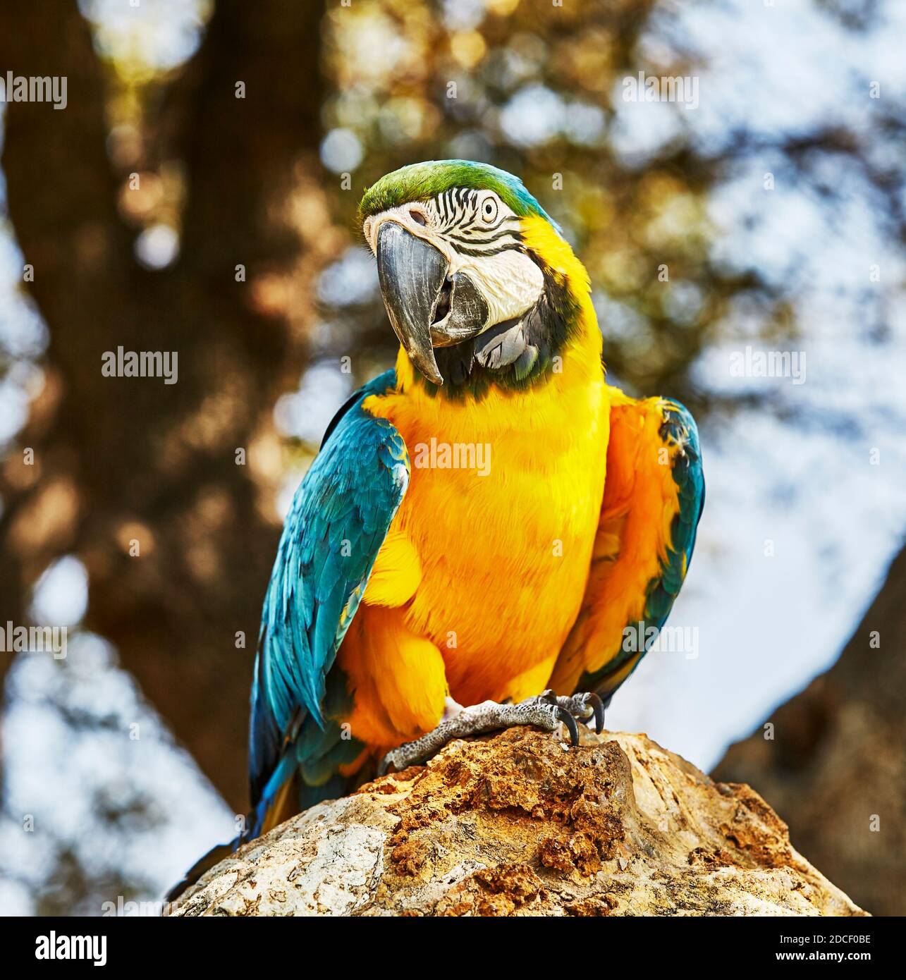 Primo piano di una macaw blu e oro appollaiato una roccia con profondità di campo poco profonda Foto Stock