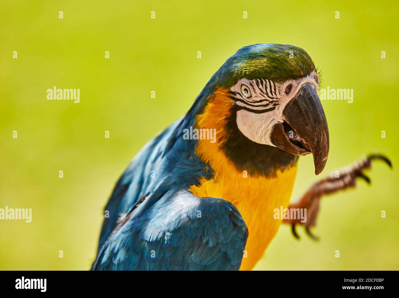 Primo piano di una macaw blu e oro che guarda sopra la sua spalla verso la fotocamera con profondità di campo poco profonda Foto Stock