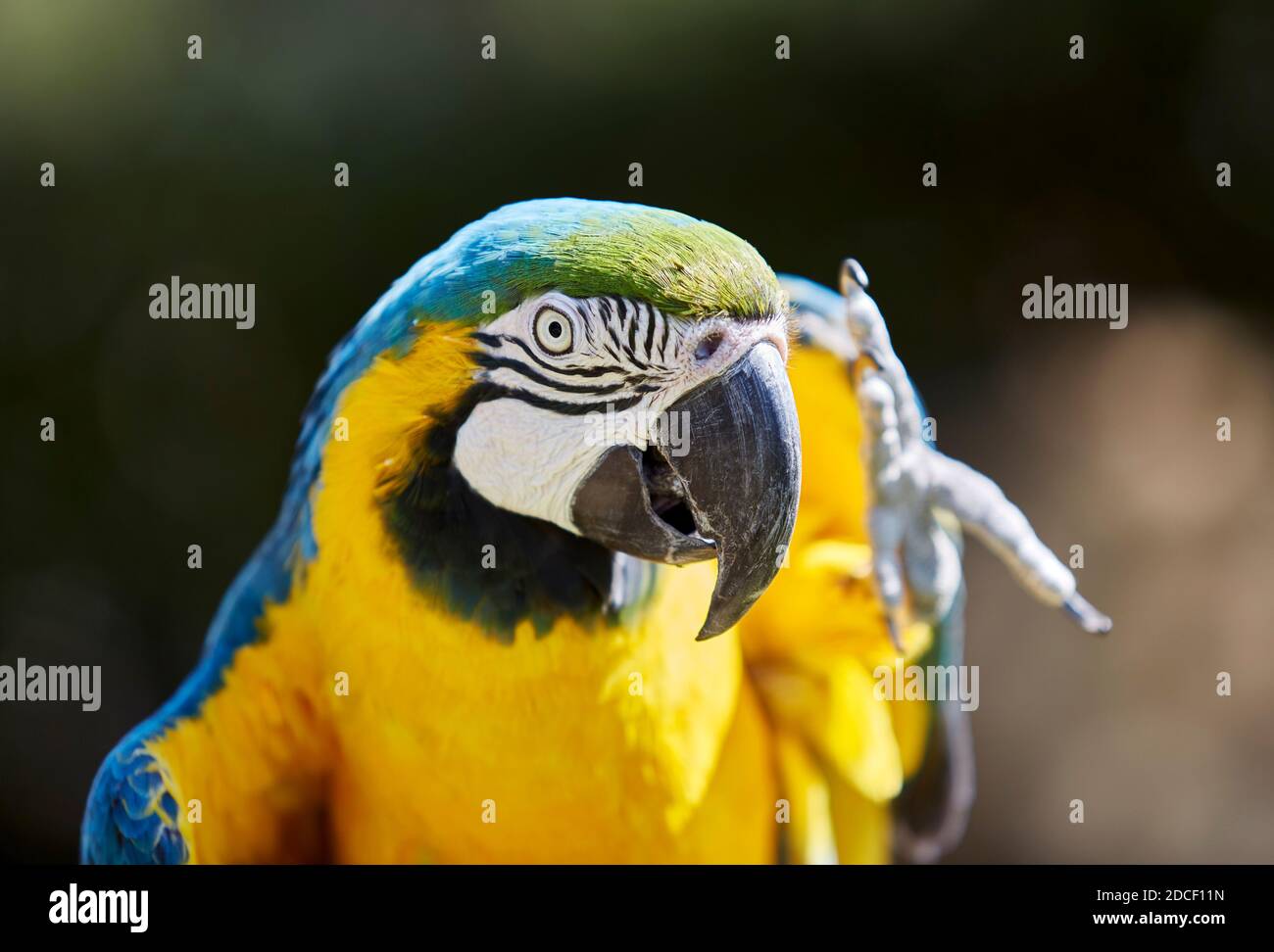 Primo piano di una macaw blu e oro con il suo piedi in su nell'aria e profondità di campo poco profonda Foto Stock