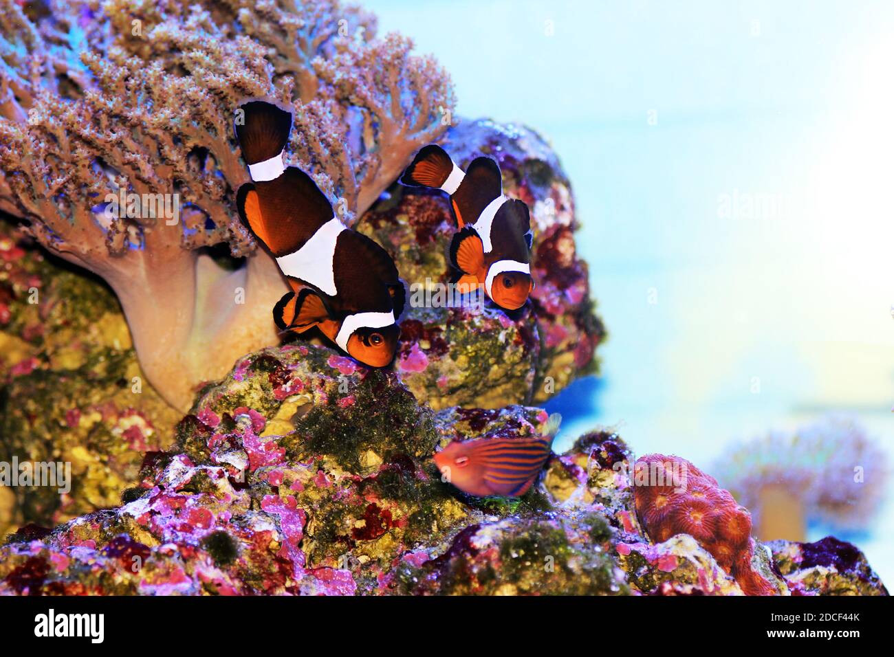 Amphiprion ocellaris Clownfish - il pesce di acqua salata più popolare per vasche acquario barriera corallina Foto Stock