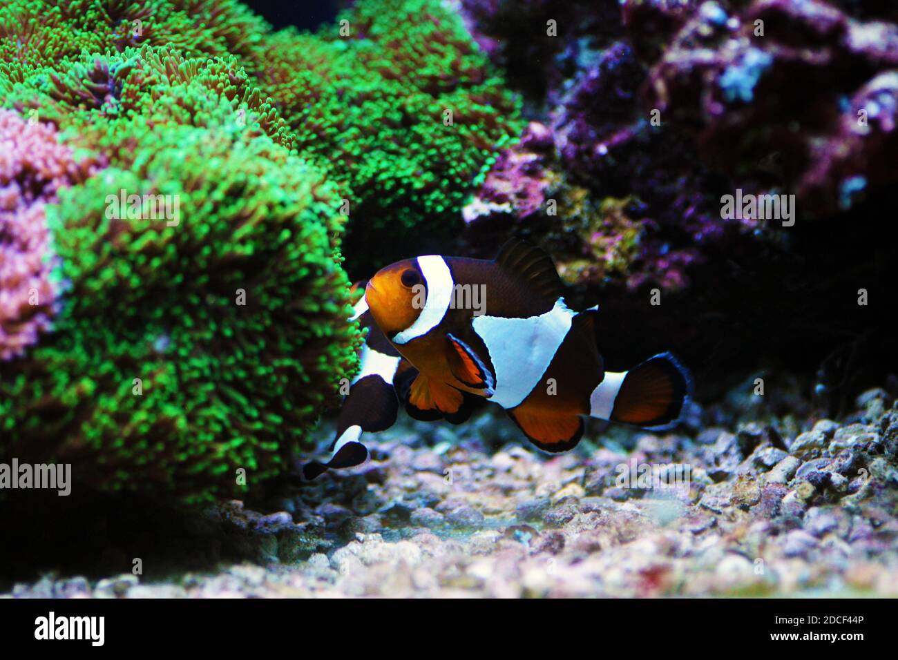 Amphiprion ocellaris Clownfish - il pesce di acqua salata più popolare per vasche acquario barriera corallina Foto Stock