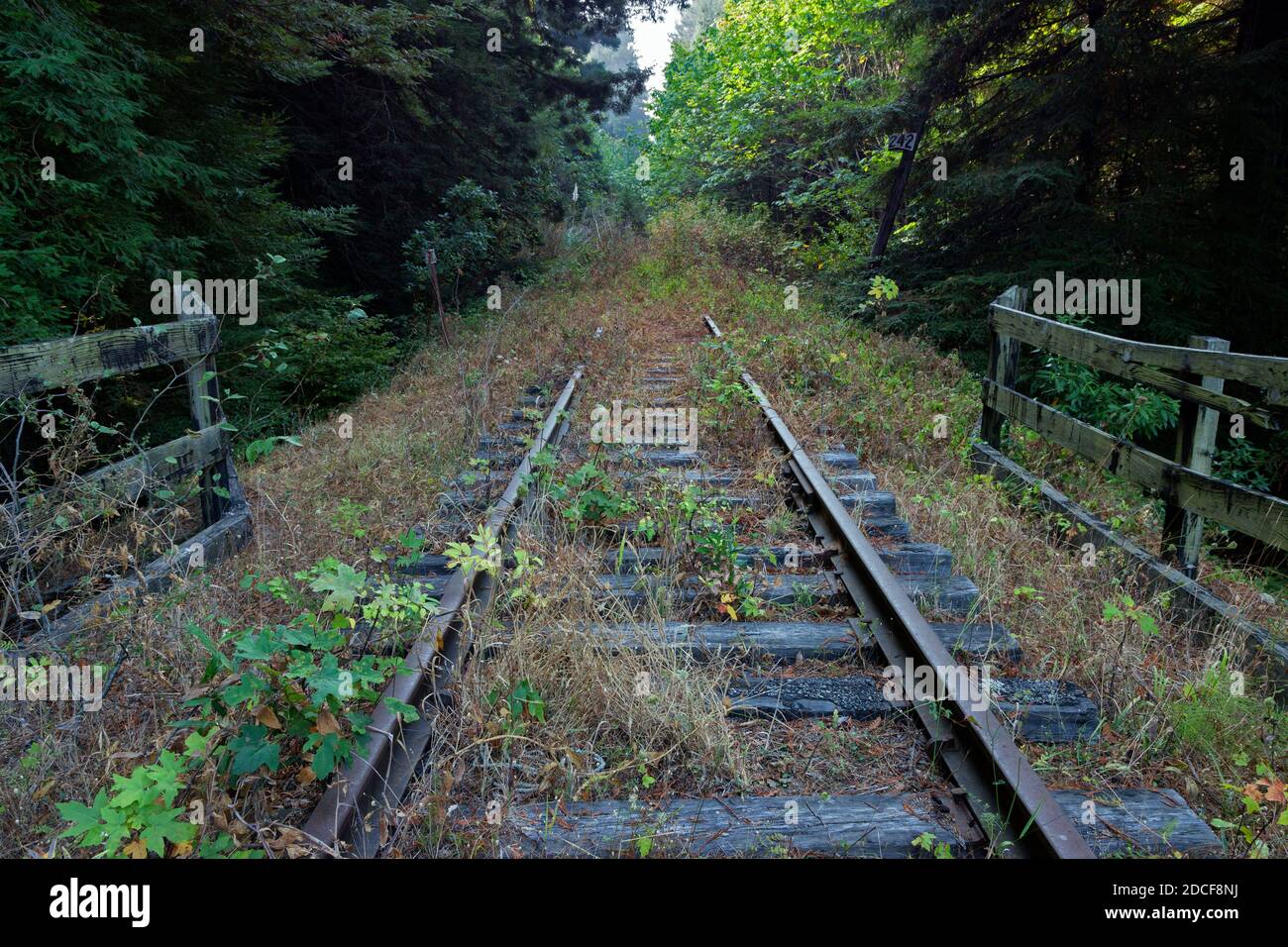 La foresta rivendica la linea ferroviaria nord-occidentale del Pacifico a sud di Larabee Creek nella contea di Humboldt, California. Costruito nel 1910, i binari sono no Foto Stock