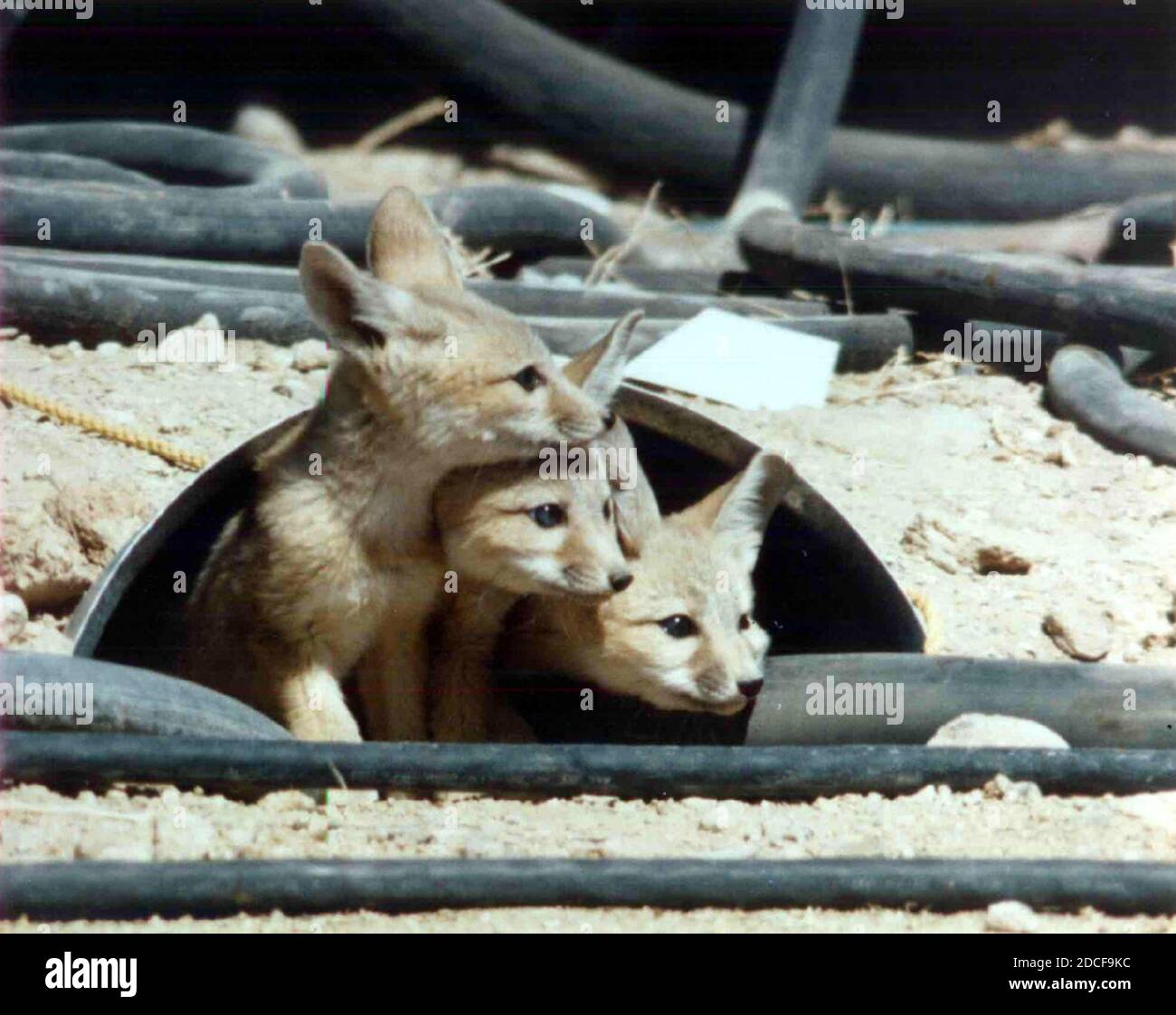 Kit di volpi presso il sito di prova Nevada. Foto Stock