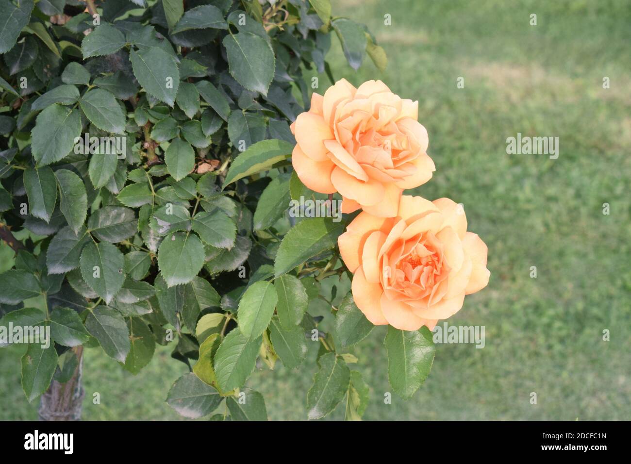 Rose. Foto Stock