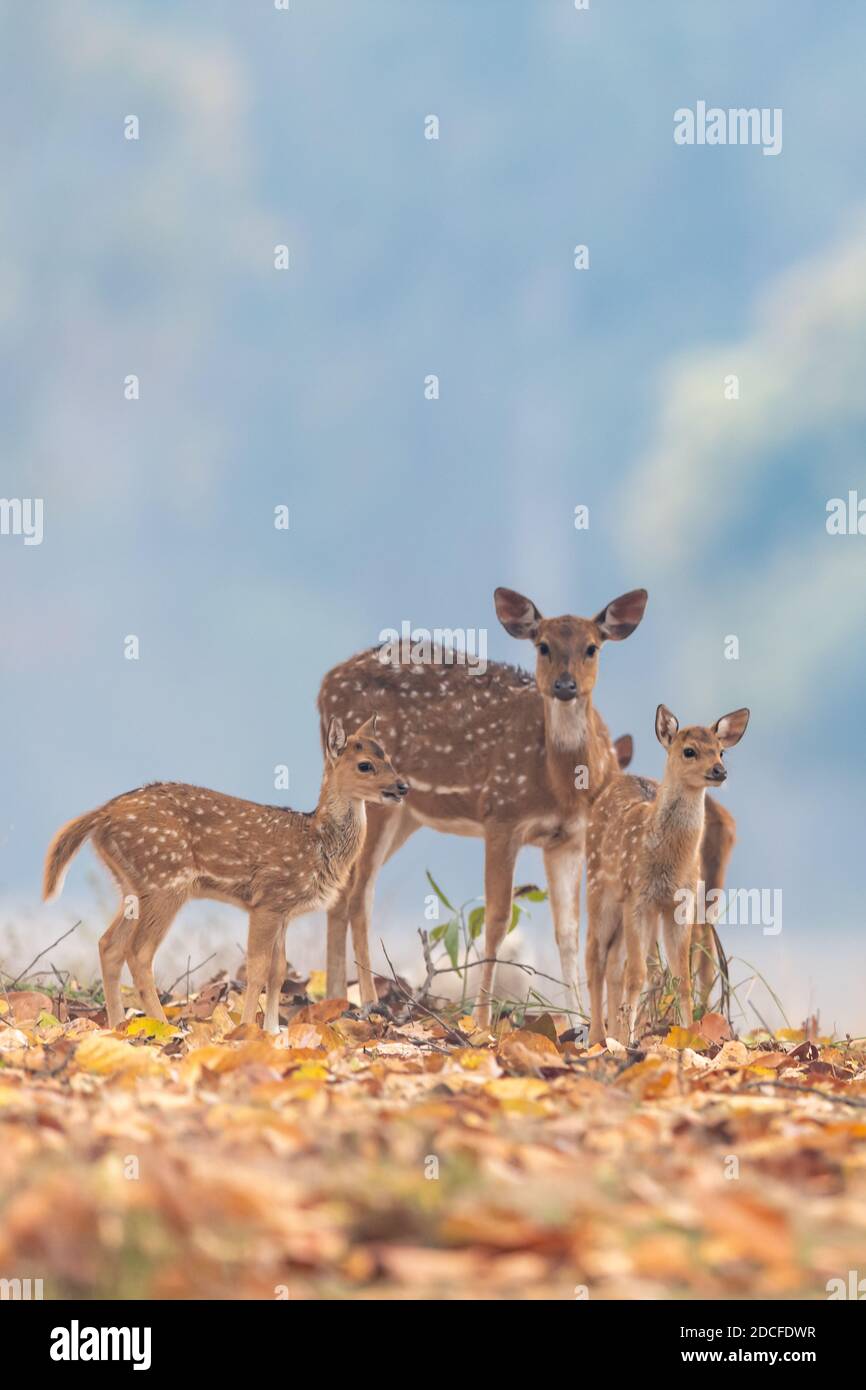 Cervo (asse) in India Foto Stock