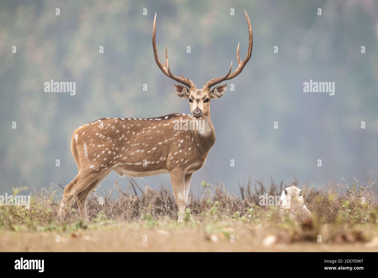 Cervo (asse) in India Foto Stock