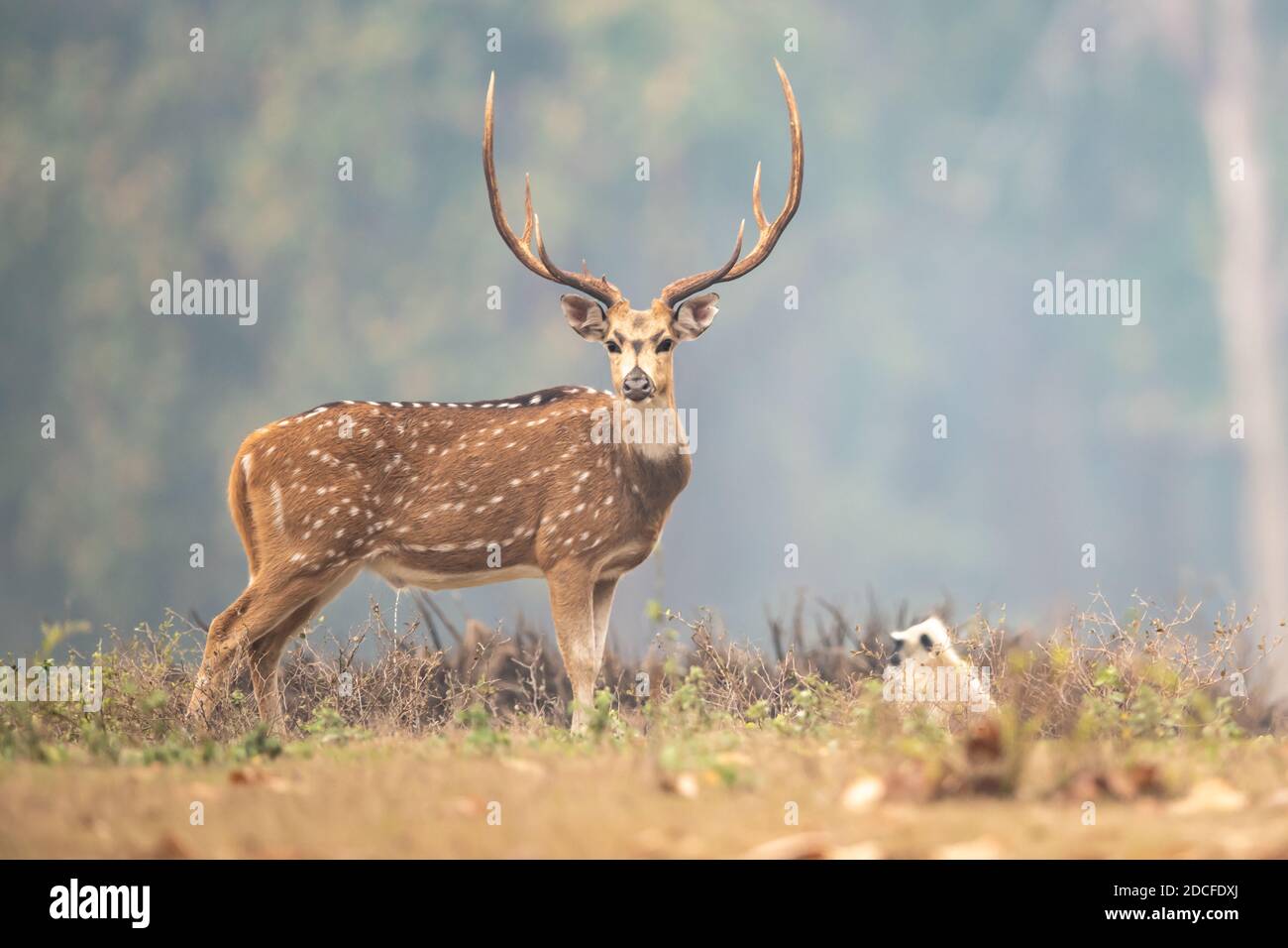 Cervo (asse) in India Foto Stock
