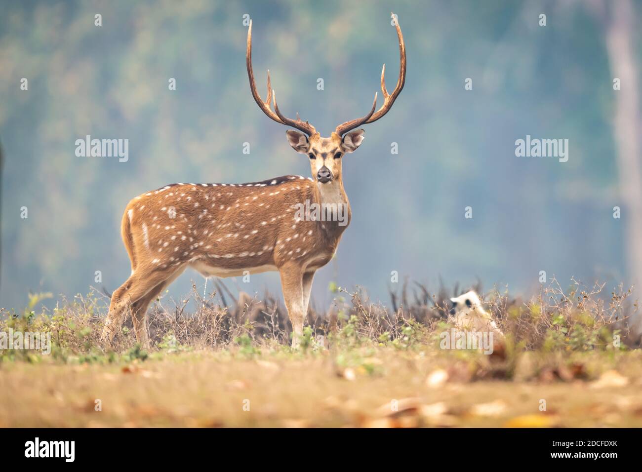 Cervo (asse) in India Foto Stock