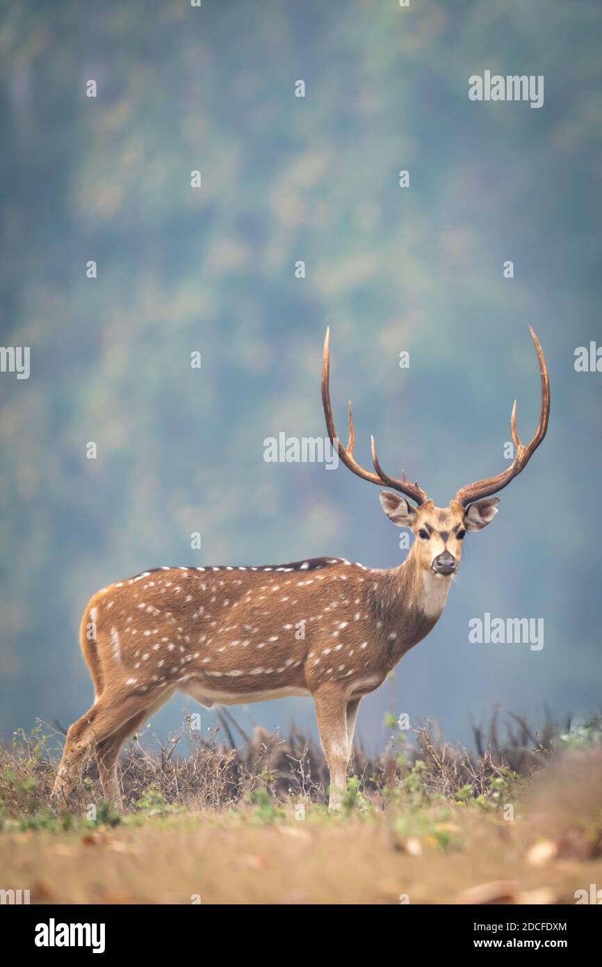 Cervo (asse) in India Foto Stock