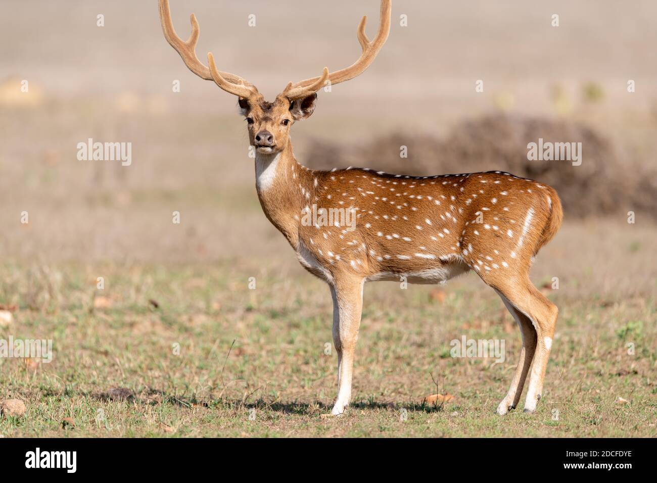 Cervo (asse) in India Foto Stock