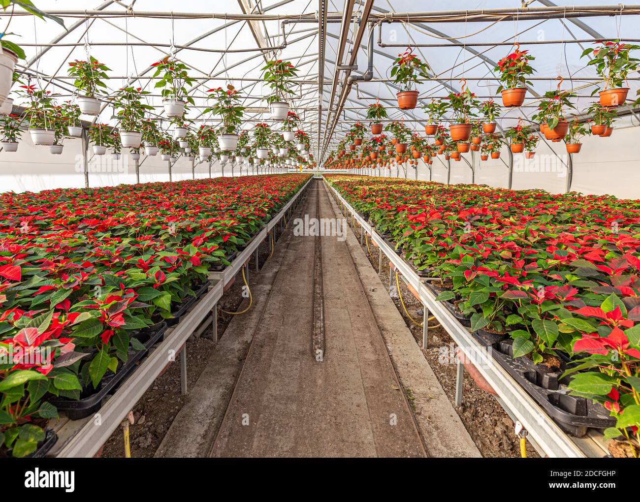 Molti vasi di fiori con poinsettias rosso in serra per la vendita Foto Stock