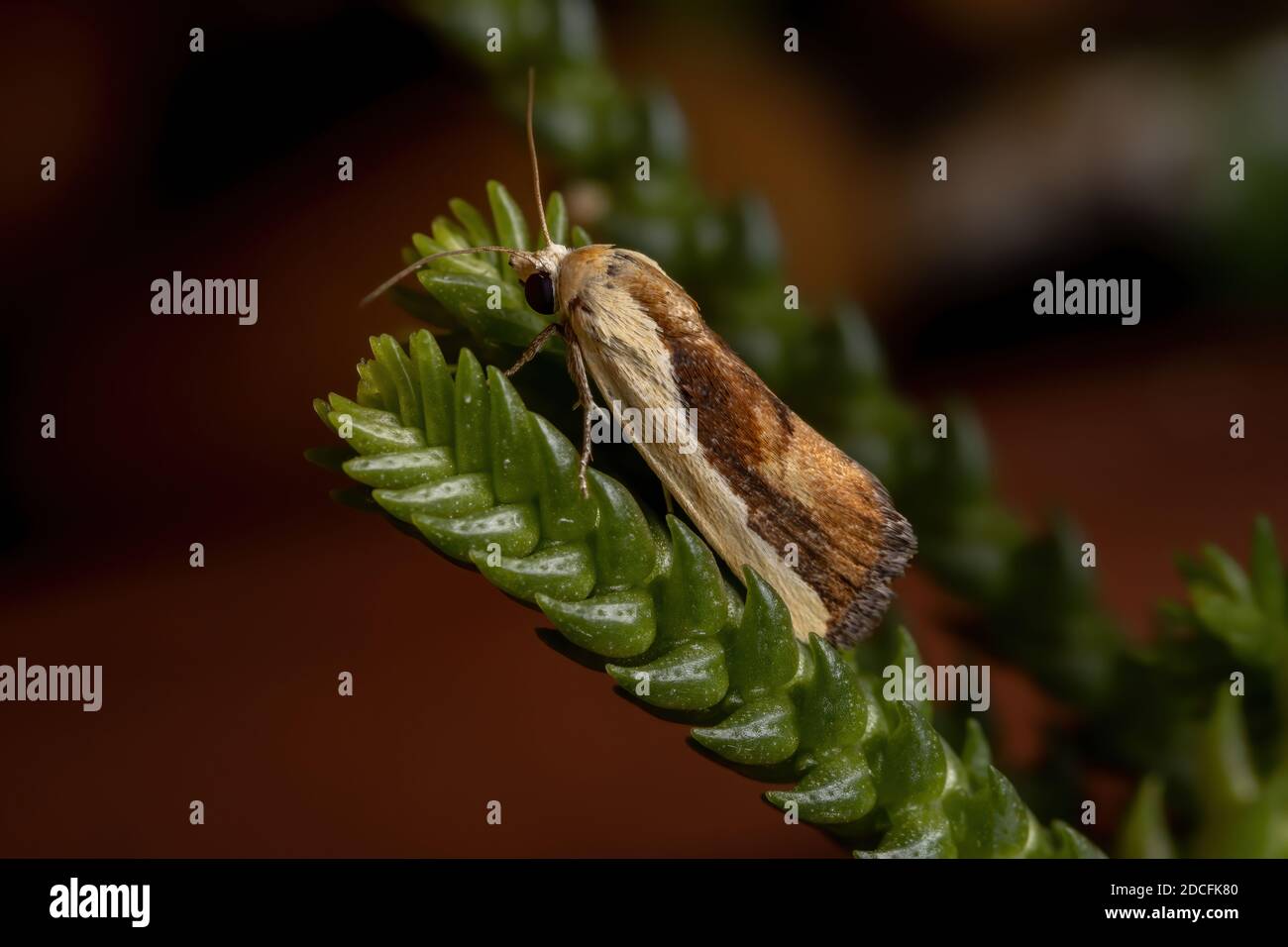 Bicolorata Bird-Dropping Moth della specie Ponometia exigua in A. pianta Foto Stock