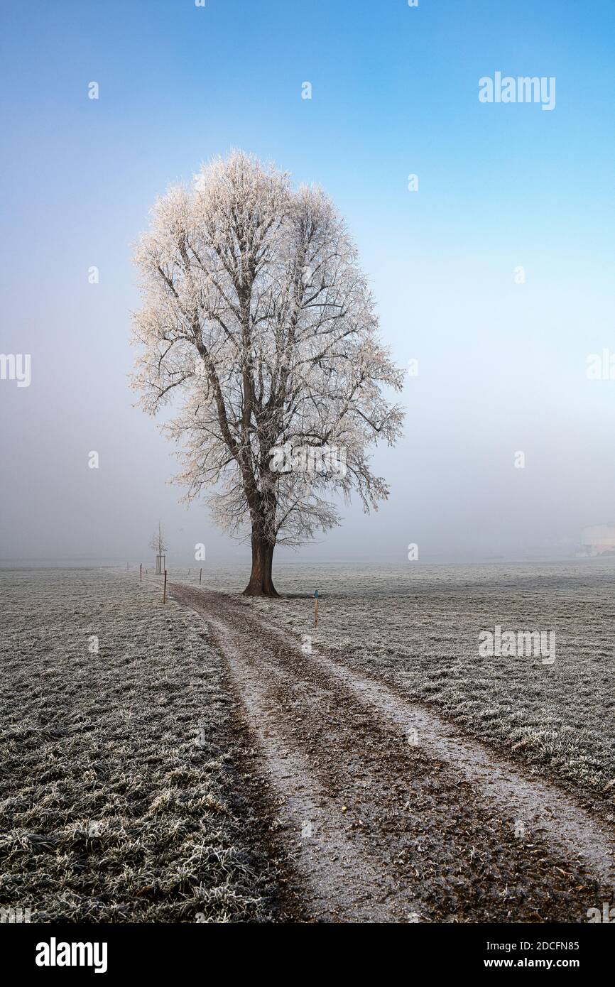 Una strada sterrata su un freddo tardo autunno mattina che conduce oltre un grande albero di tiglio nella nebbia Foto Stock