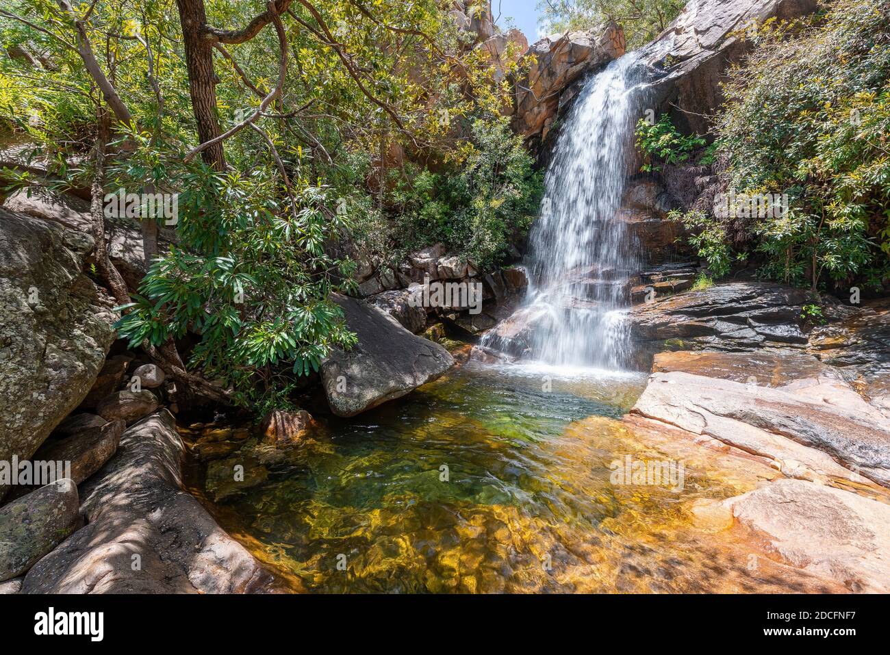 Acque a cascata a Boulder Creek con lussureggiante vegetazione boschiva e alberi caduti nel tropicale territorio del Nord, all'estremità superiore dell'Australia. Foto Stock