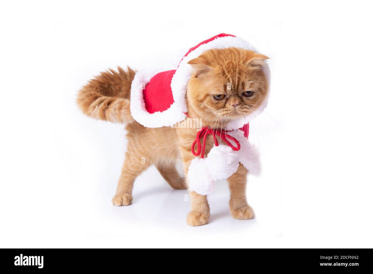 Scozzese fold gatto in piedi in tuta rossa per la celebrazione di Natale su sfondo bianco. Foto Stock