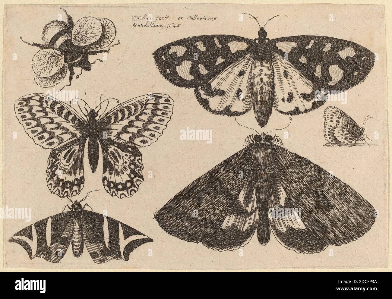 Wenceslaus Hollar, (artista), Boemia, 1607 - 1677, tre Moti, due Farfalle, e una Bumble Bee, Muscarum scarabeorum ... variefig., (serie), 1646, incisione Foto Stock
