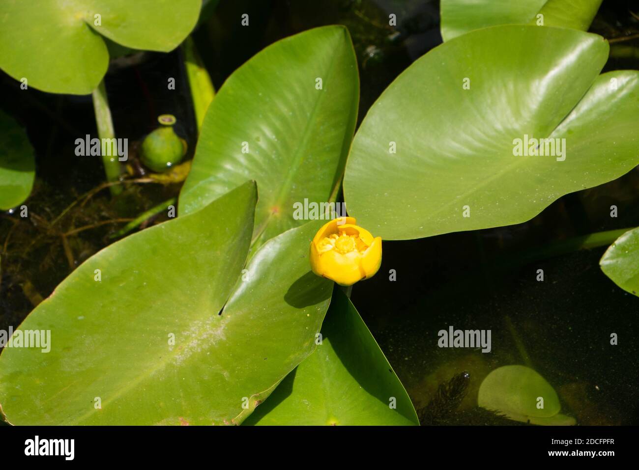 Vista ravvicinata su un fiore giallo di una pianta di giglio d'acqua. Impianto di acqua. Per sfondo Foto Stock