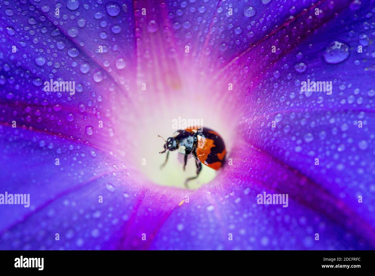 Un coleottero di Ladybird sopra la Gloria di mattina di terra di fiori Foto Stock