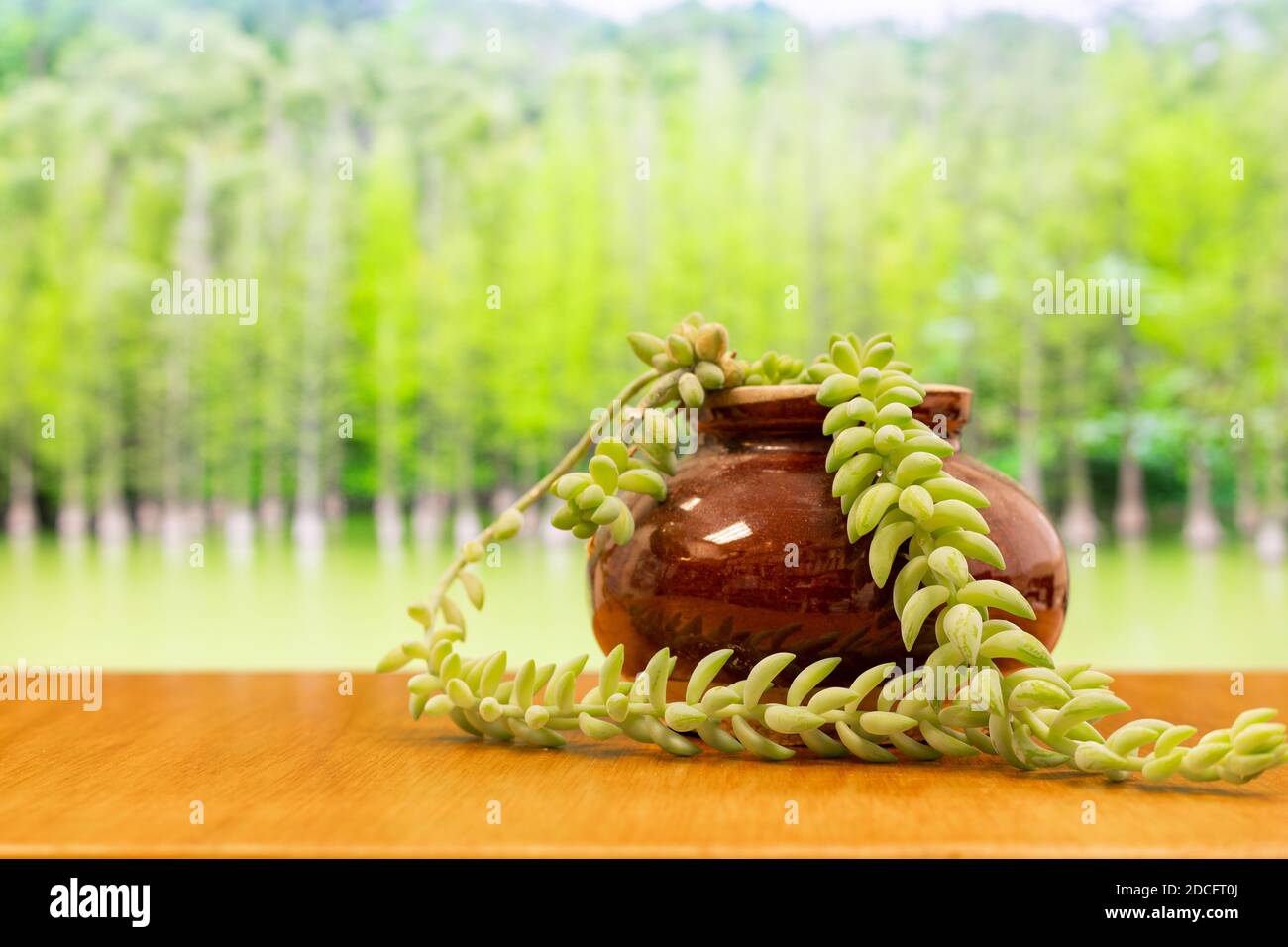 Piante succulente verdi in vaso di ceramica marrone su tavolo di legno con i cipressi offuscati bei in un lago calmo come sfondo Foto Stock