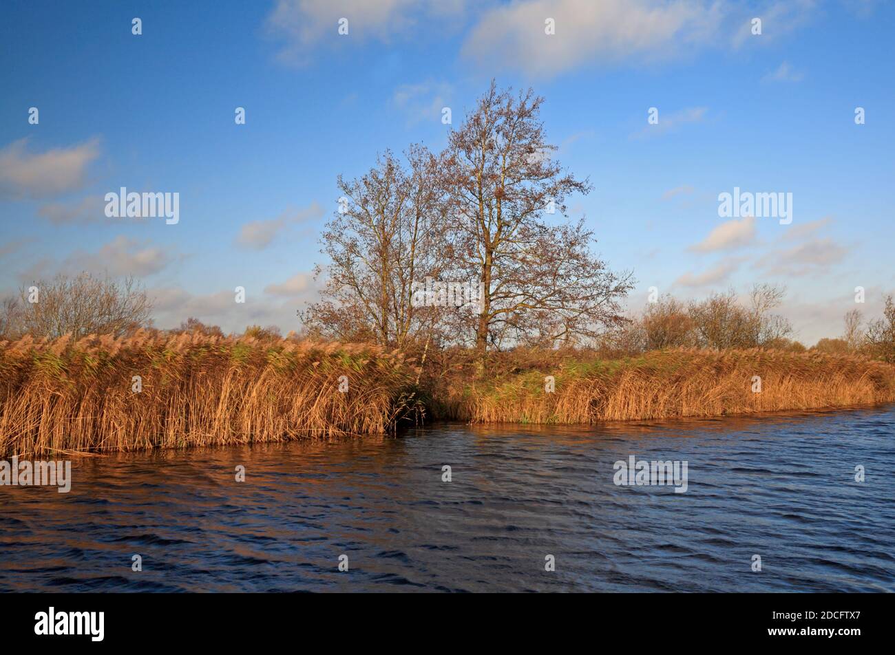 Una vista delle rive orlate di canna del fiume ANT in autunno sui Norfolk Broads a Ludham, Norfolk, Inghilterra, Regno Unito. Foto Stock