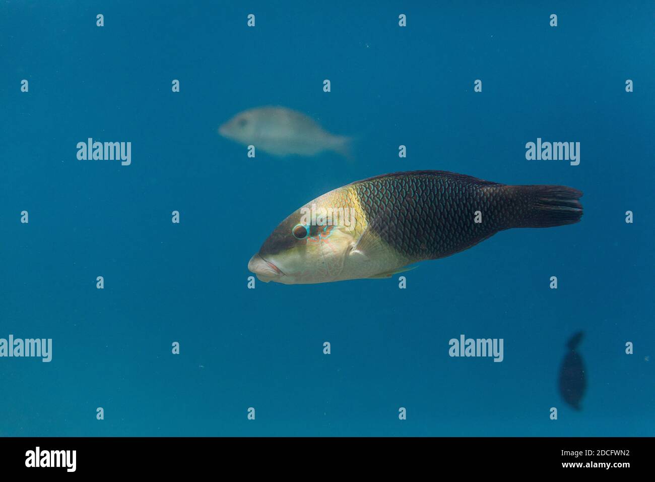 Mezza e mezza Wrasse; Hemigymnus melapterus; Maldive Foto Stock