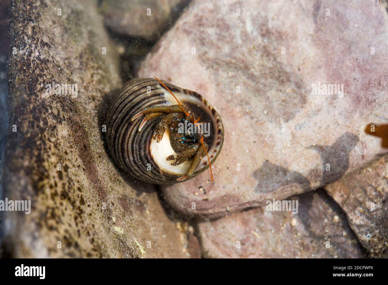 Hermit Crab; pagurus bernhardus; UK Foto Stock