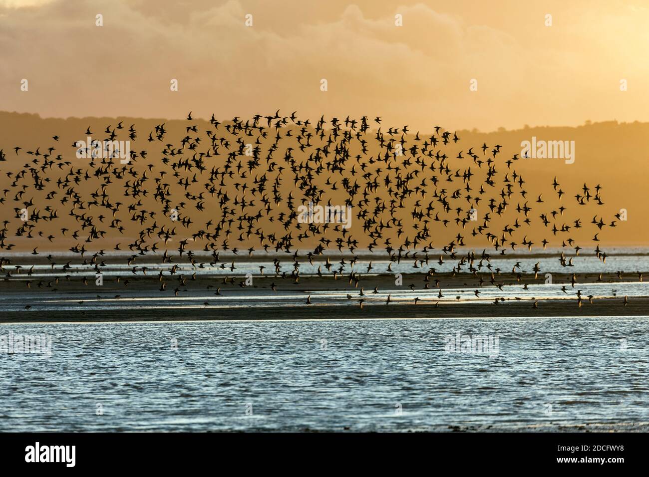 Nodo; Calidris canutus; Flock in Flight; One Black Tailed Godwit; Dee Estuary; UK Foto Stock