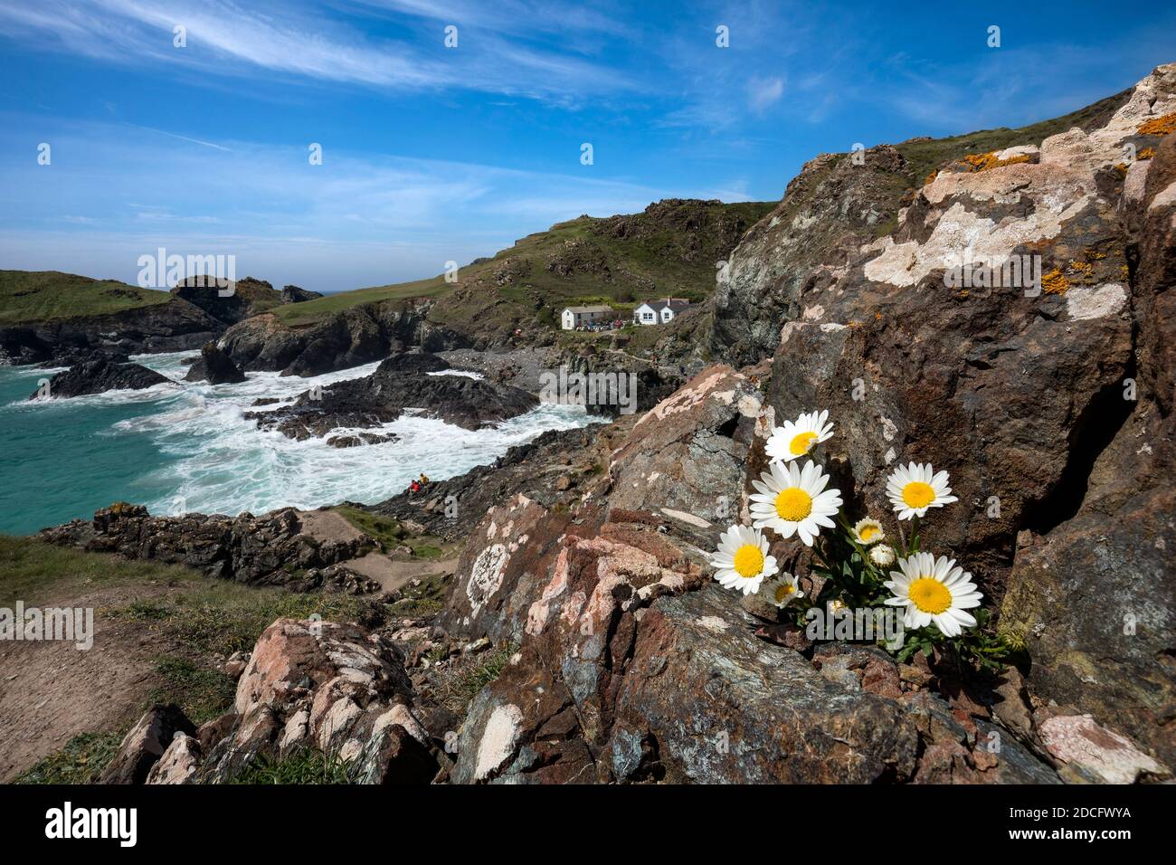 Kynance; Fiori Di Primavera; Cornovaglia; Regno Unito Foto Stock