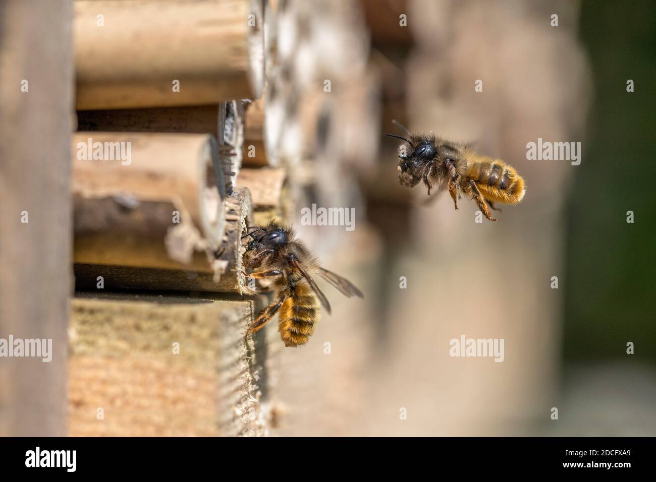 Red Mason Bee; Osmia bicornis; sigillatura del suo foro con fango; UK Foto Stock