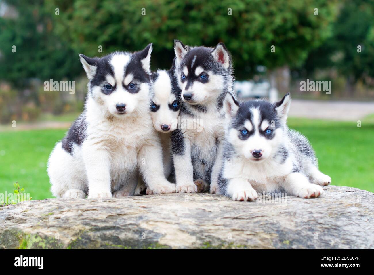 Gli Husky siberiani bianchi e neri si siedono su una montagna nelle foreste di sfondo. Cani sullo sfondo di un paesaggio naturale. Occhi blu. Foto Stock