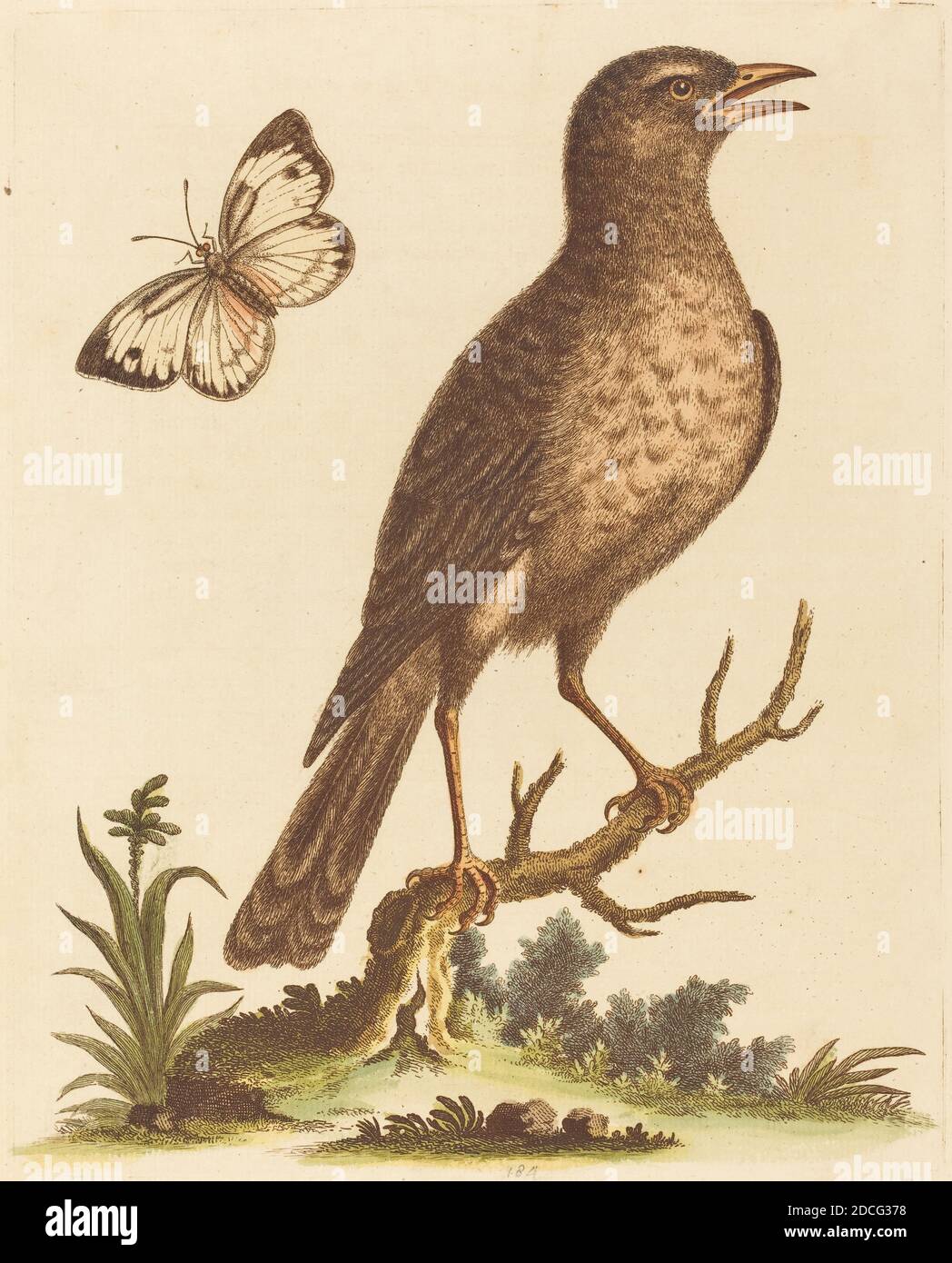 George Edwards, (artista), Inglese, 1694 - 1773, uccello bruno con una farfalla, una storia naturale di uccelli e animali non comuni (1743-51), (serie), incisione colorata a mano su carta deposta, piastra: 23.6 x 18.8 cm (9 5/16 x 7 3/8 pollici), foglio: 27.9 x 21.1 cm (11 x 8 5/16 pollici Foto Stock