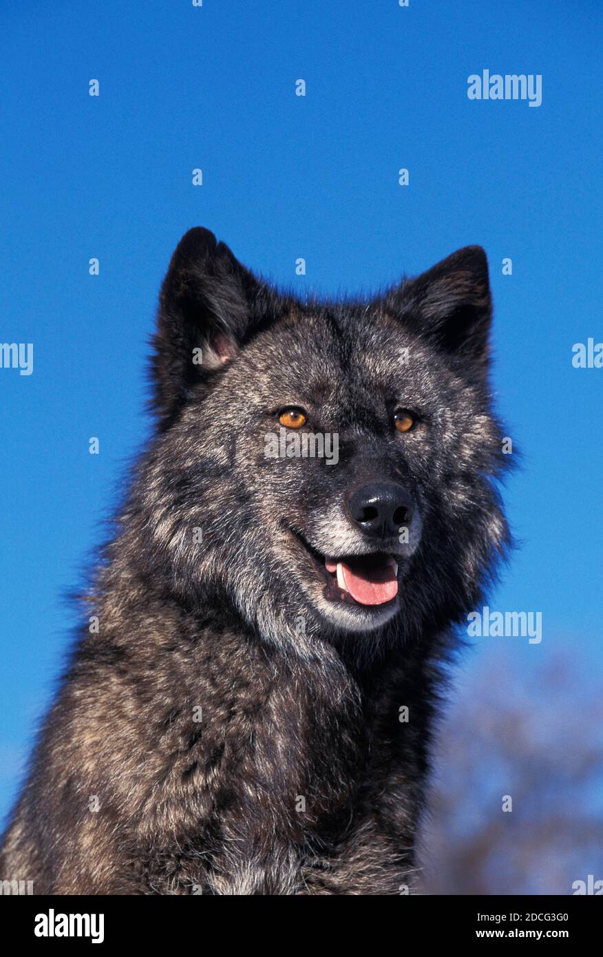Valle di MACKENZIE WOLF Canis lupus mackenzii, ritratto di adulto, CANADA Foto Stock