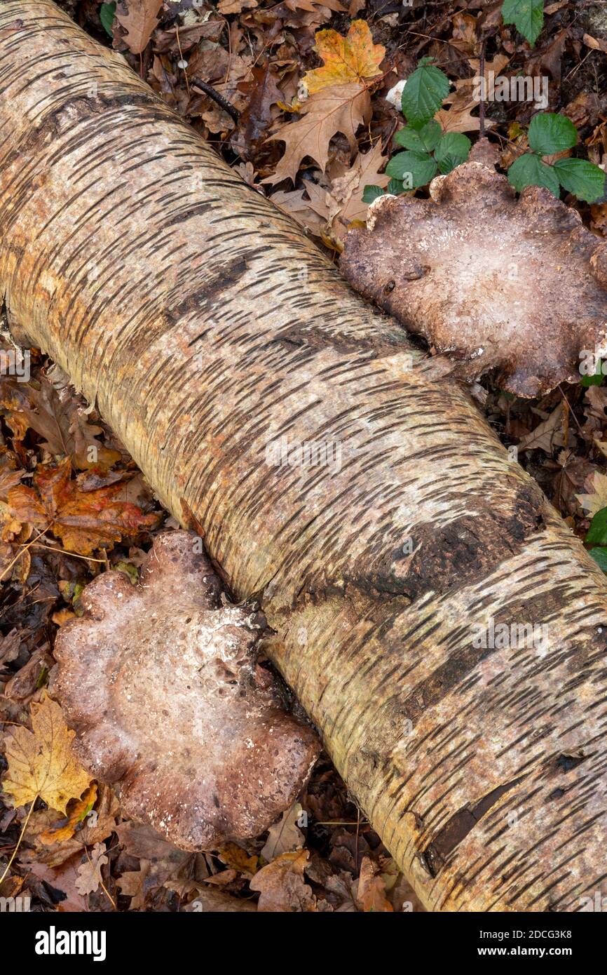 Birch Polyporo o Razor Stop Fungus, Suffolk Forest Foto Stock