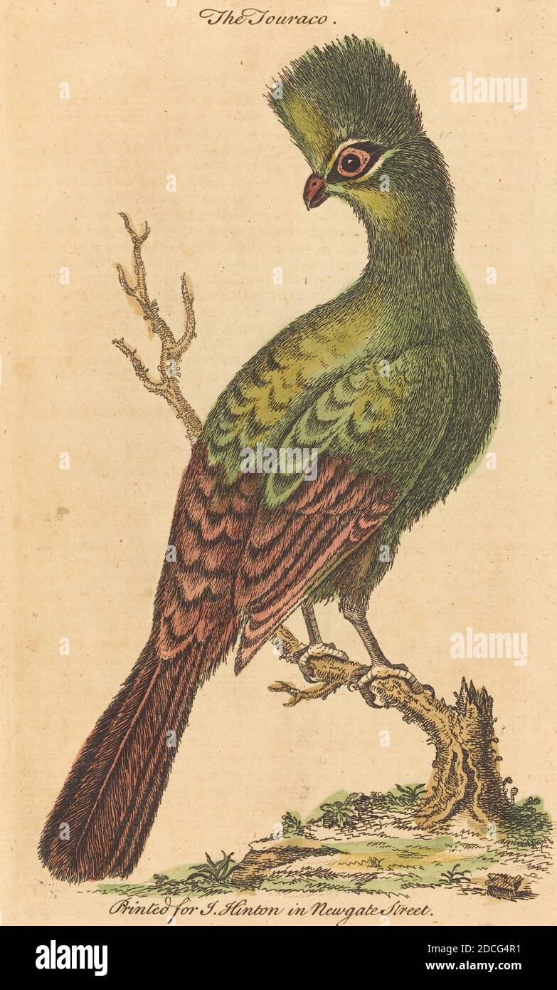 Inglese 18 ° secolo, (artista), il Touraco Bird, incisione a mano Foto Stock