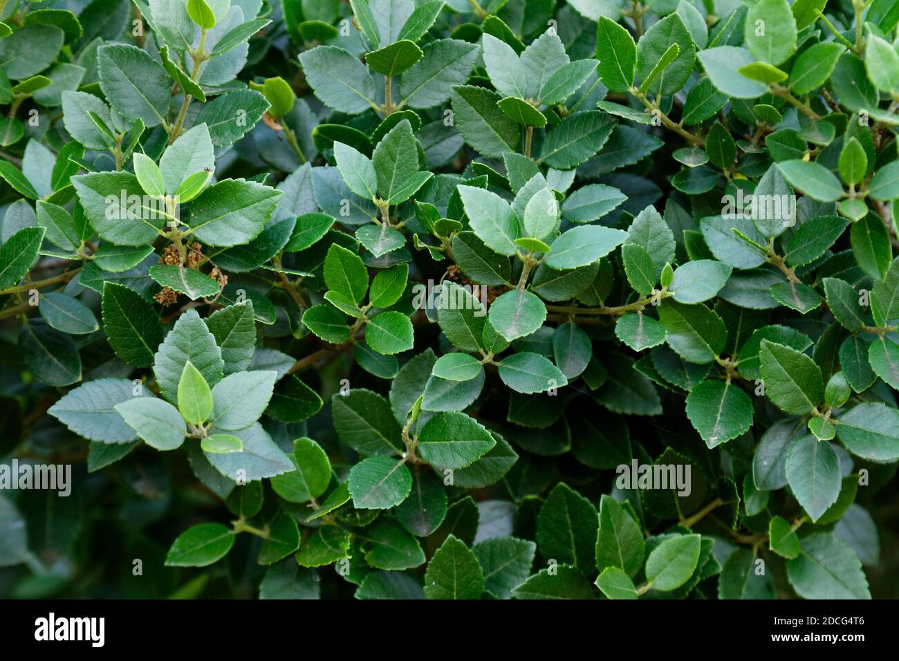 Foglie della latifolia di Phillyrea, comunemente conosciuta come un ulivo verde o mock privet, Parco Nazionale di Brijuni Foto Stock