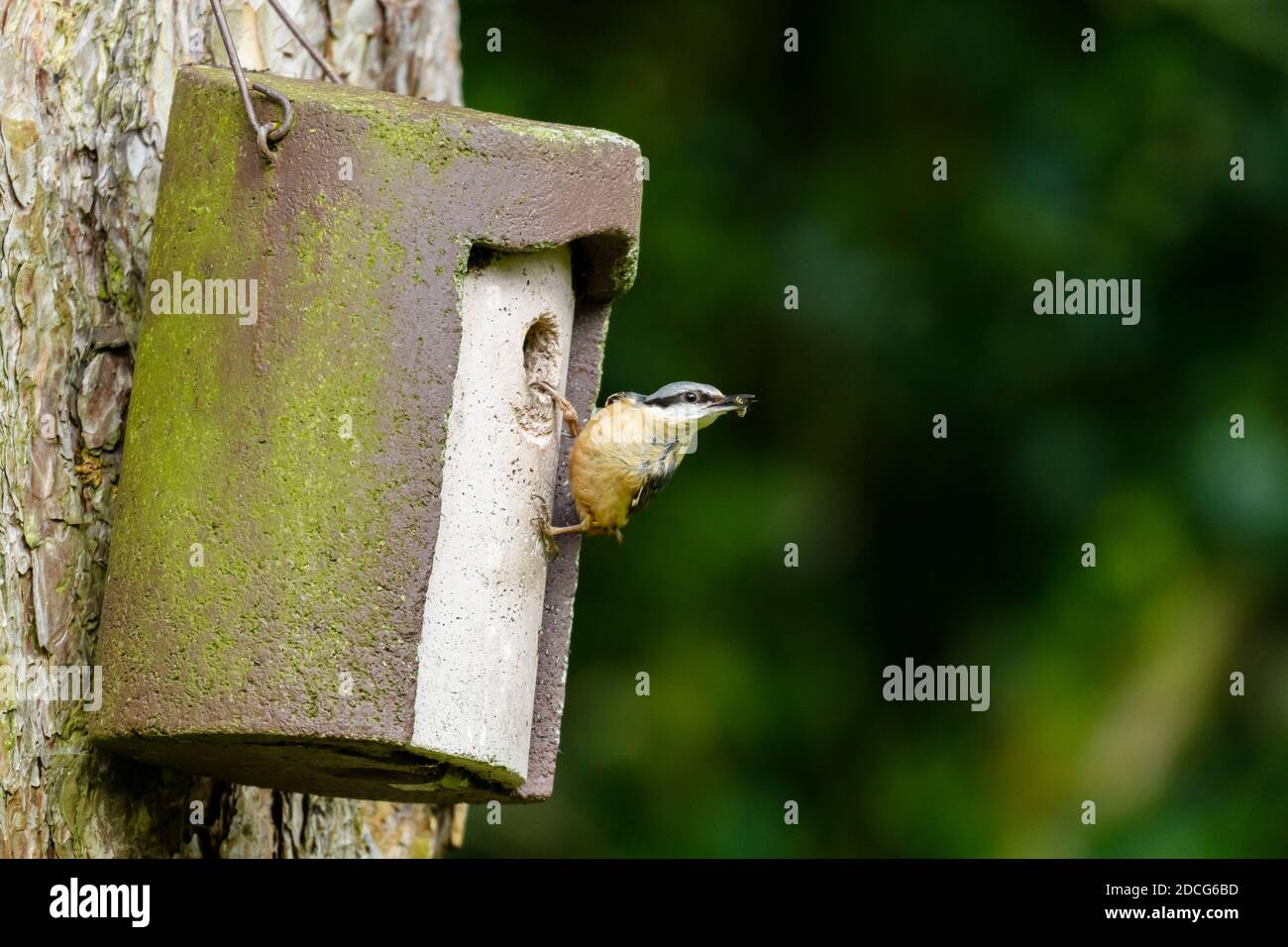 Primo piano di un singolo, piccolo nuthatch (uccello da giardino) aggrappato alla scatola di nido di albero-appeso da foro di entrata (insetto in becco) - Yorkshire occidentale, Inghilterra, Regno Unito. Foto Stock