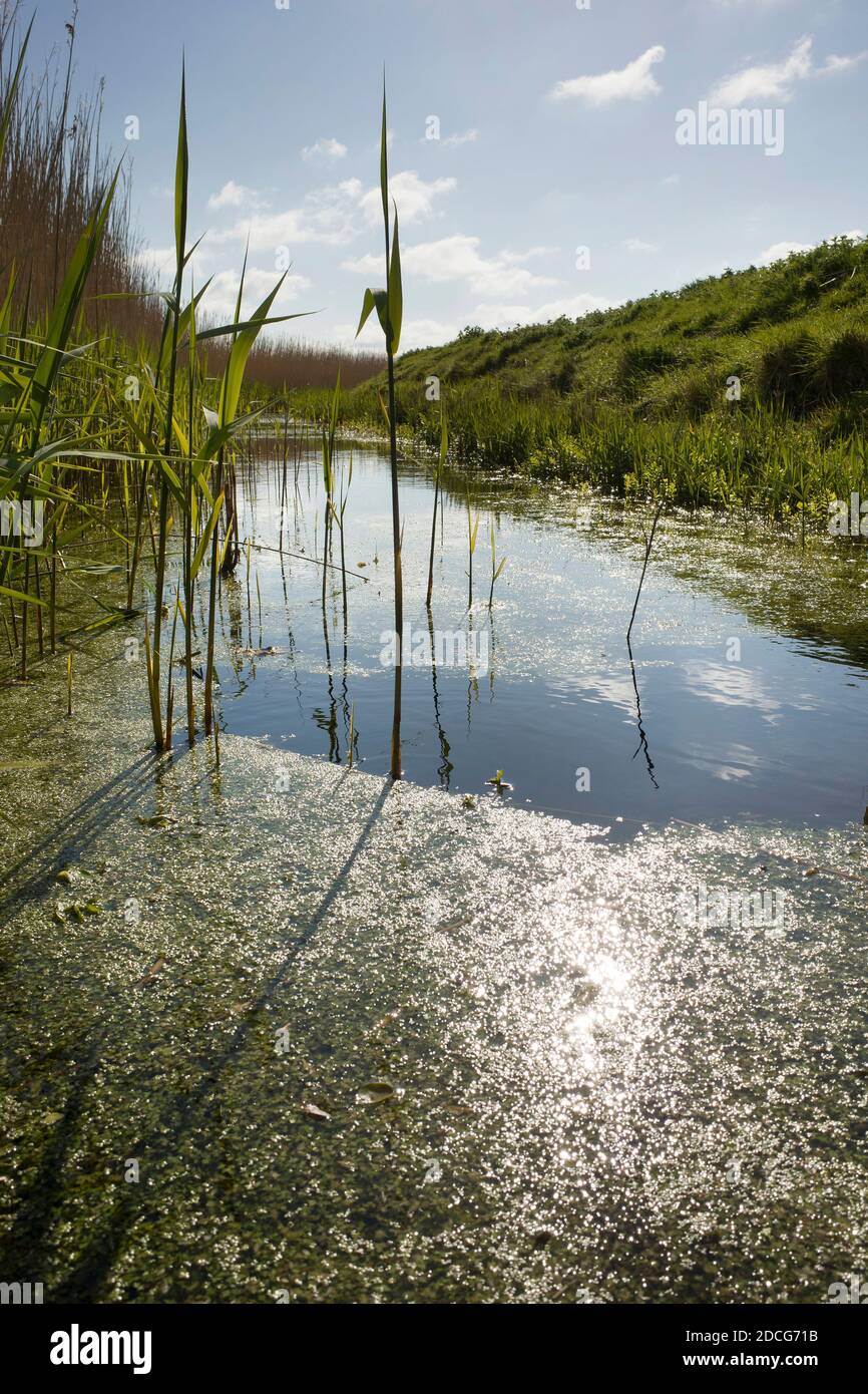 Vista angolare di livello basso di fosso di irrigazione o ruscello in Sealter Kent Inghilterra Regno Unito Foto Stock
