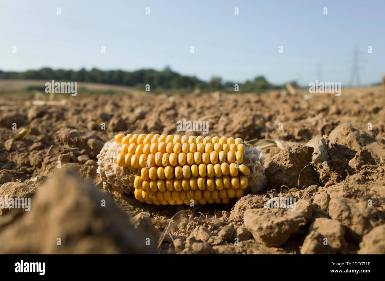 Pezzo singolo di mais scartato sulla pannocchia in un Campo in Kent Inghilterra Regno Unito Foto Stock