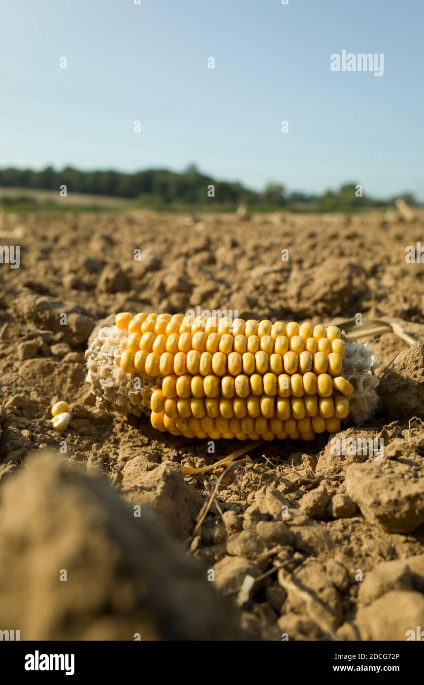 Pezzo singolo di mais scartato sulla pannocchia in un Campo in Kent Inghilterra Regno Unito Foto Stock