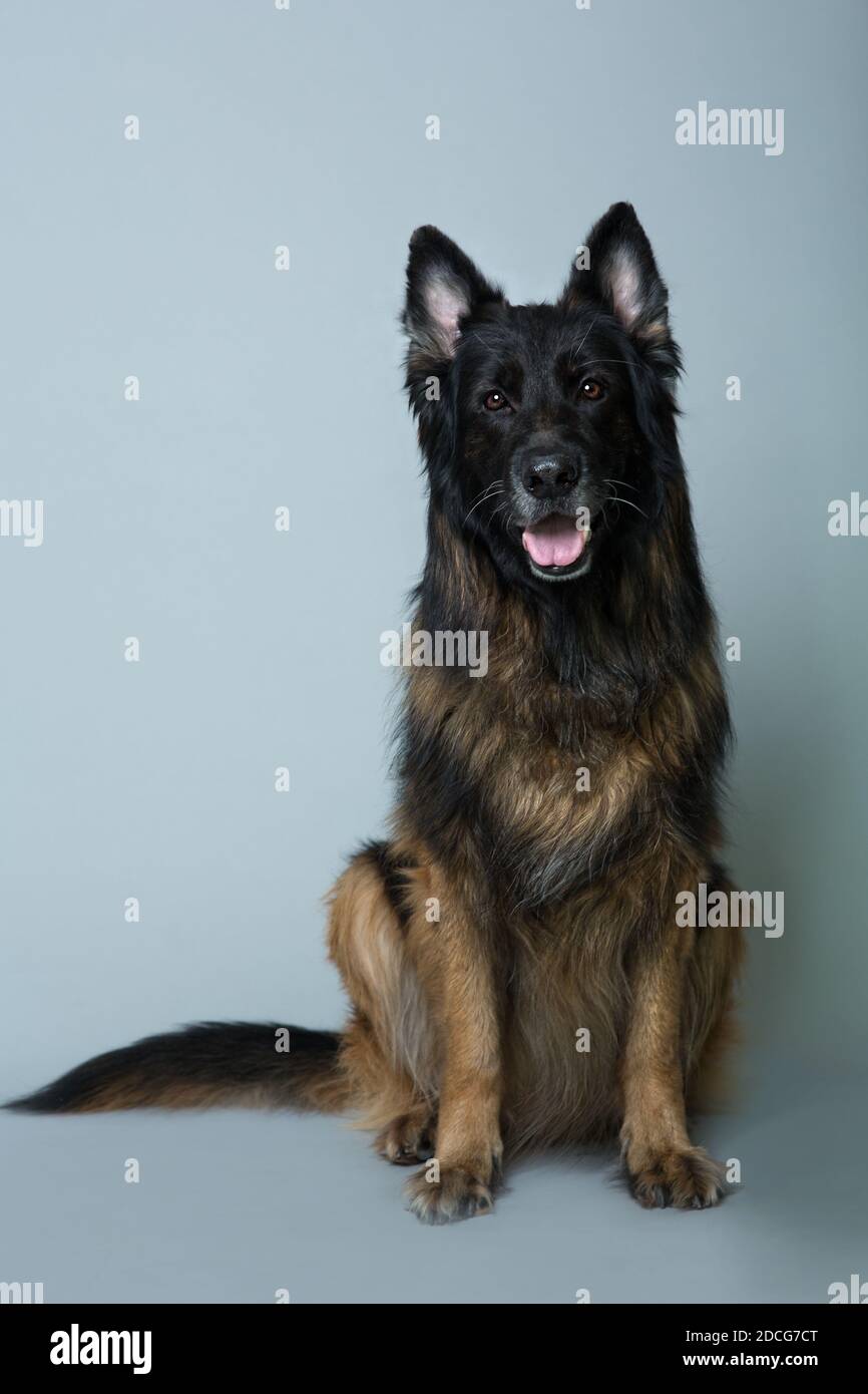 Il cane da pastore tedesco dai capelli lunghi si siede su uno sfondo grigio isolato Nello Studio Foto Stock