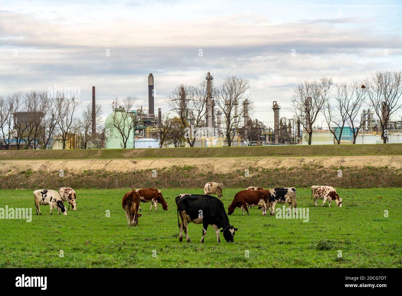 Lo stabilimento di OQ Chemicals Ruhrchemie, pascolo bovino, Oberhausen, NRW, Germania, Foto Stock