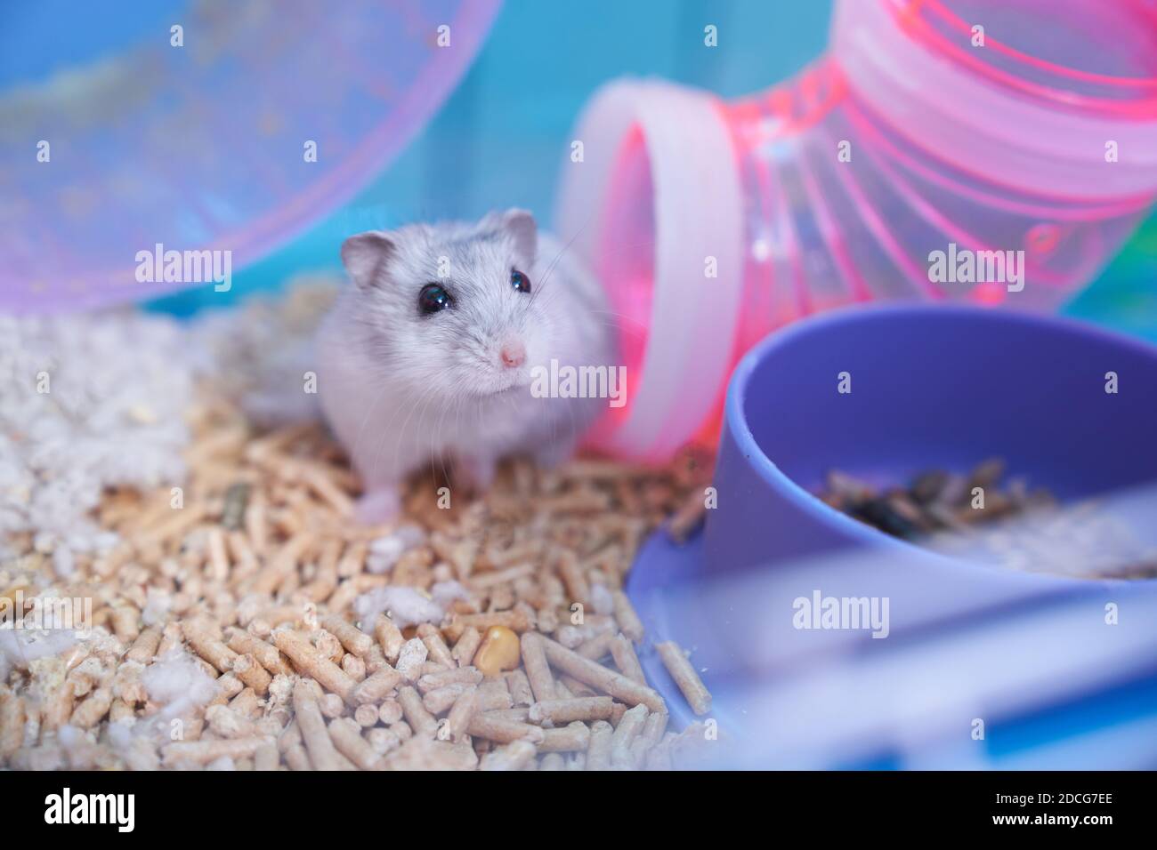 Un criceto Dzungariano bianco in una gabbia multicolore con tubi, una ruota, una ciotola di cibo, riempitivo e cotone si siede nel tubo e sembra curioso Foto Stock