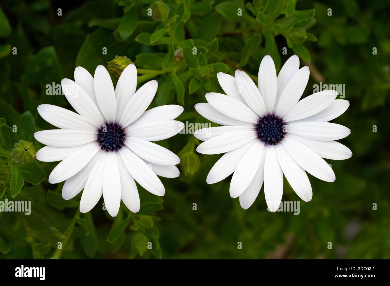 African daisie (Osteospermum) bianco fiore vista dall'alto Foto Stock