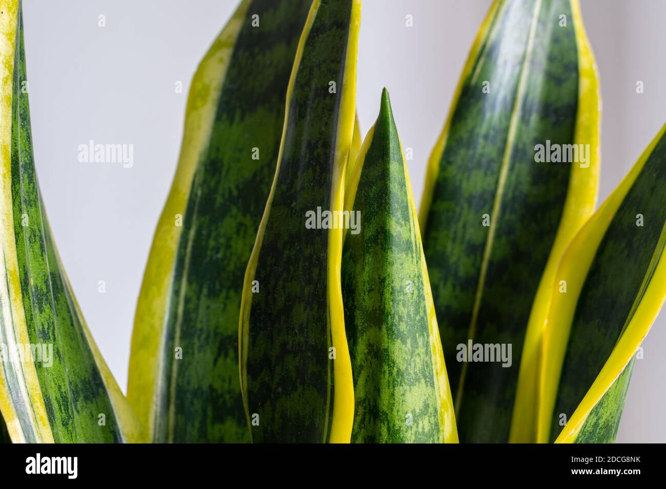 Sansevieria laurentii (Dracaena trifasciata, madrelingua, pianta di serpente) particolare con foglie gialle di colore verde brillante Foto Stock