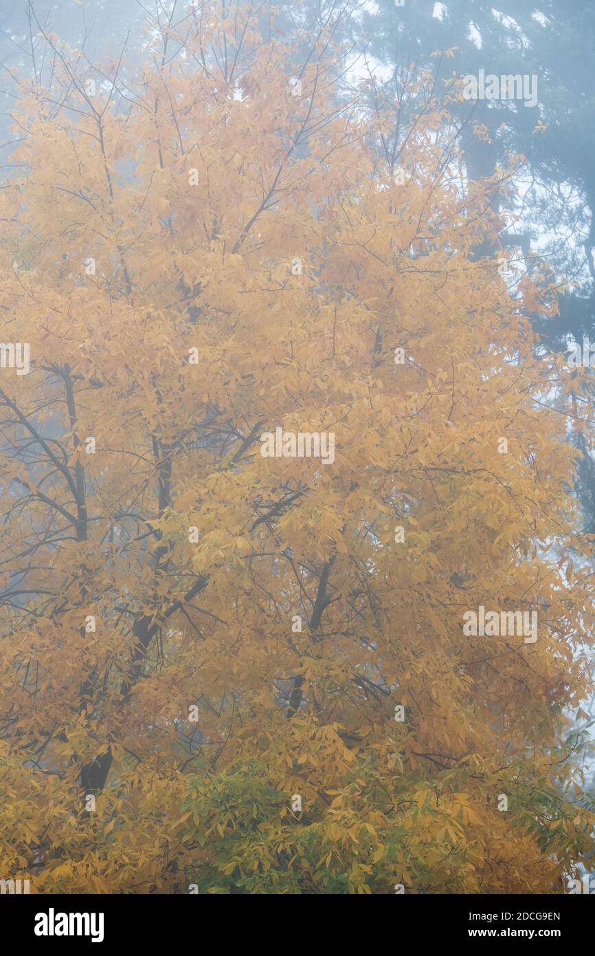 Carya glabra. Hognut albero nella nebbia d'autunno. REGNO UNITO Foto Stock