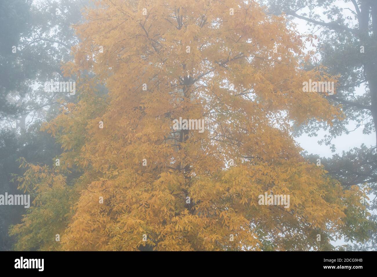 Carya glabra. Hognut albero nella nebbia d'autunno. REGNO UNITO Foto Stock